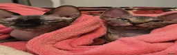 Sphynx cats for sale: HANDSOME BLACK TABBY SPHYNX BOY! 🖤🐾 - Advert 3