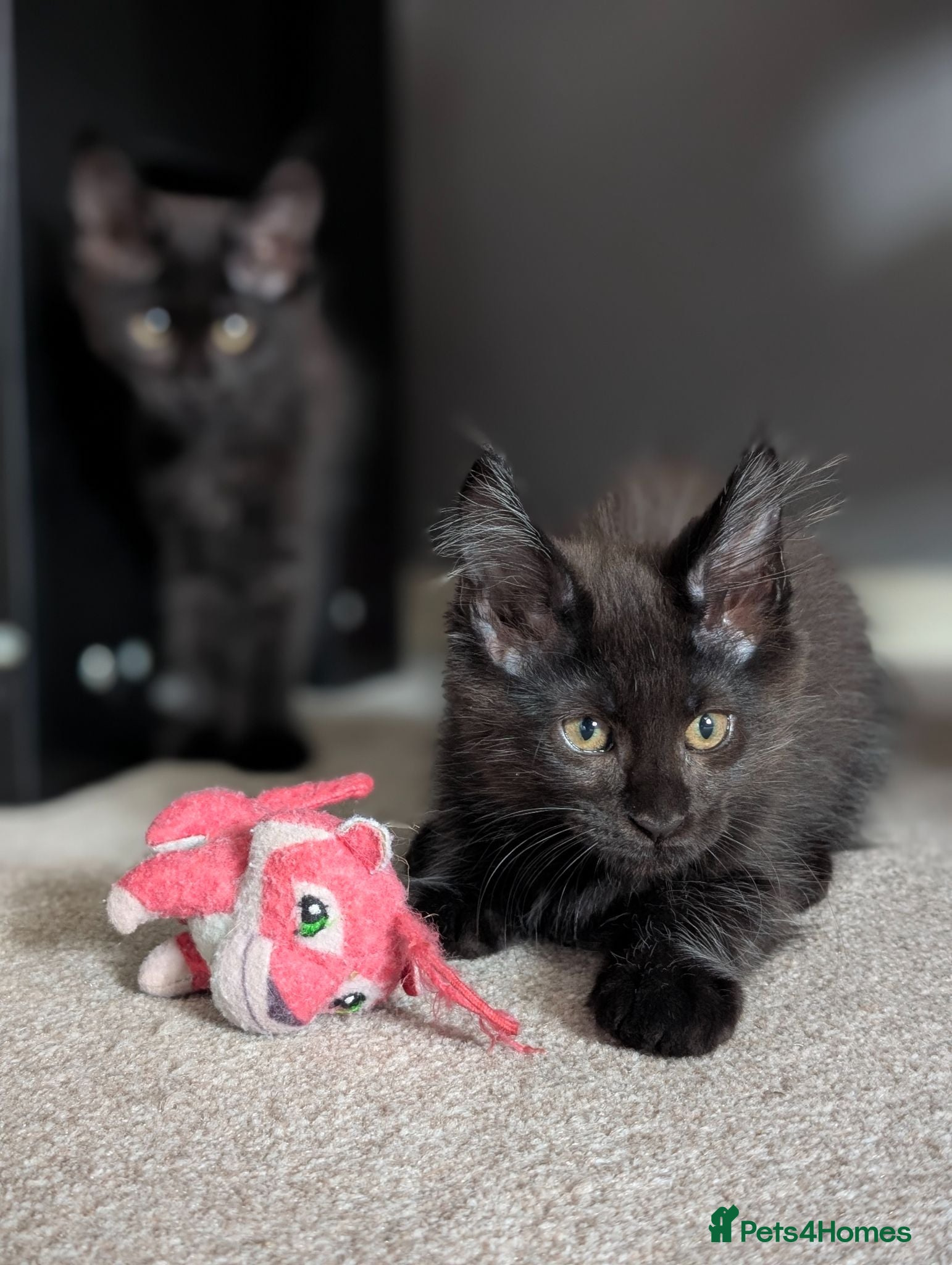 Maine Coon cats Beautiful Pedigree Kittens 😻 - Advert 2
