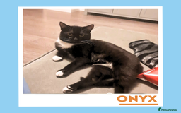 Mixed Breed cats for adoption: Dapper Wee Onyx - Advert 6