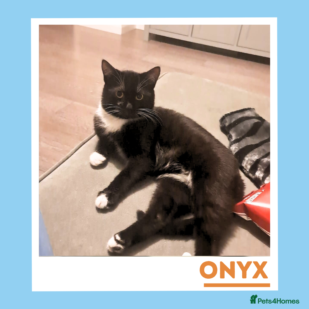 Mixed Breed cats for adoption: Dapper Wee Onyx - Advert 6