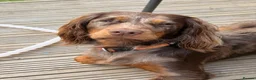 Cocker Spaniel dogs for sale: Beautiful litter of cocker spaniels puppy’s  - Advert 3