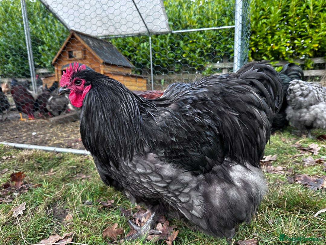 Chickens poultry for sale: Buff Orpington and Rhode Island Red Rooster - Advert 3