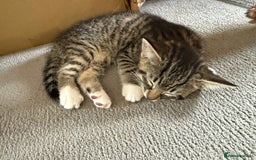 Domestic Shorthair cats for sale: Two kittens ready to leave for their forever home  - Image 8
