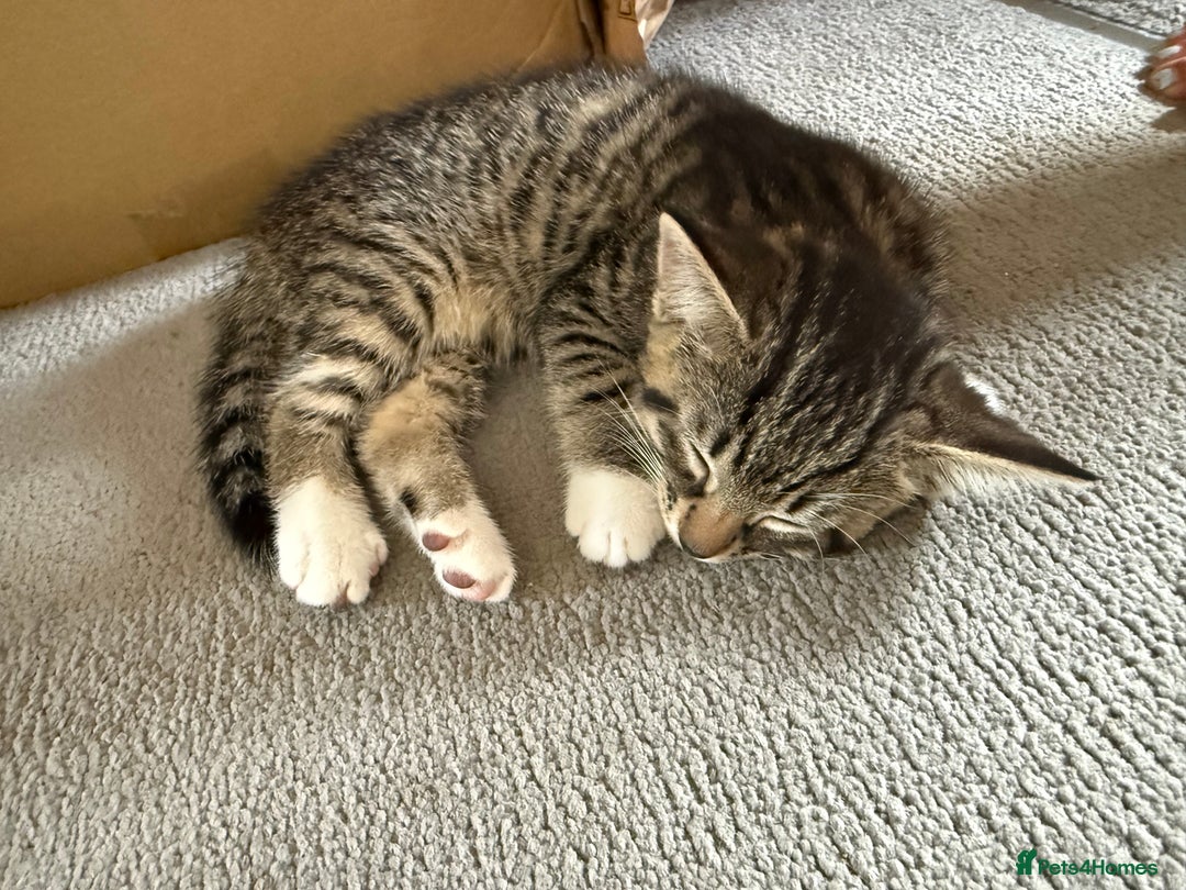 Domestic Shorthair cats for sale: Two kittens ready to leave for their forever home  - Image 8