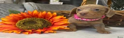 Miniature Dachshund dogs for sale: True miniature Daschound  - Advert 3