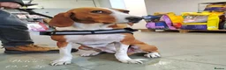 Mixed Breed dogs for adoption: Bella, 5 years approx. Available for adoption. in Brixham - Advert 13