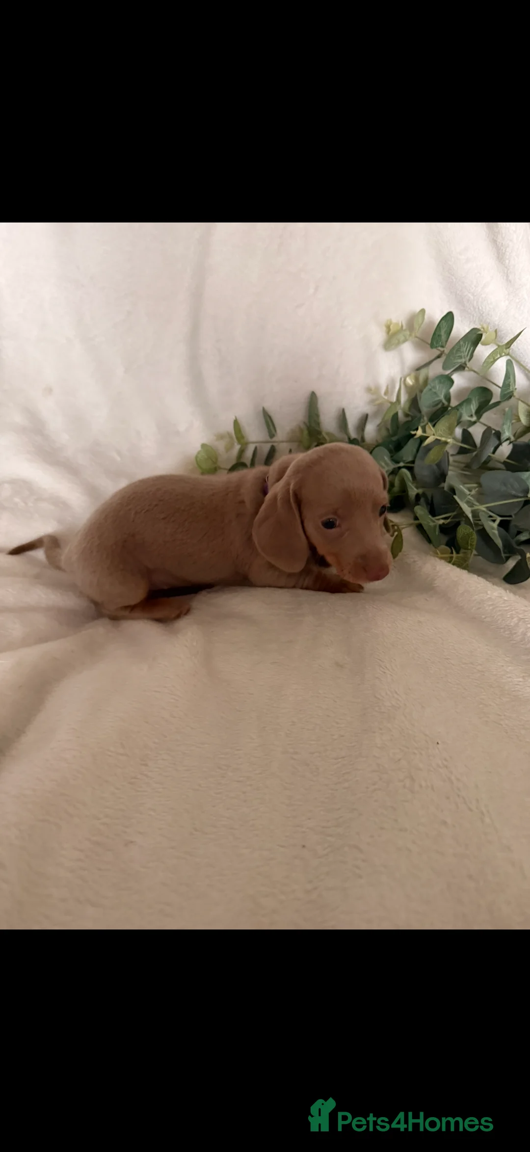 Dachshund dogs for sale: Beautiful miniature dachshunds dapple & Isabella  - Advert 10