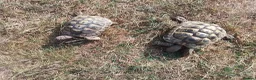 Hermann Tortoise reptiles for sale: Hermann Tortoise  in Manningtree - Advert 3
