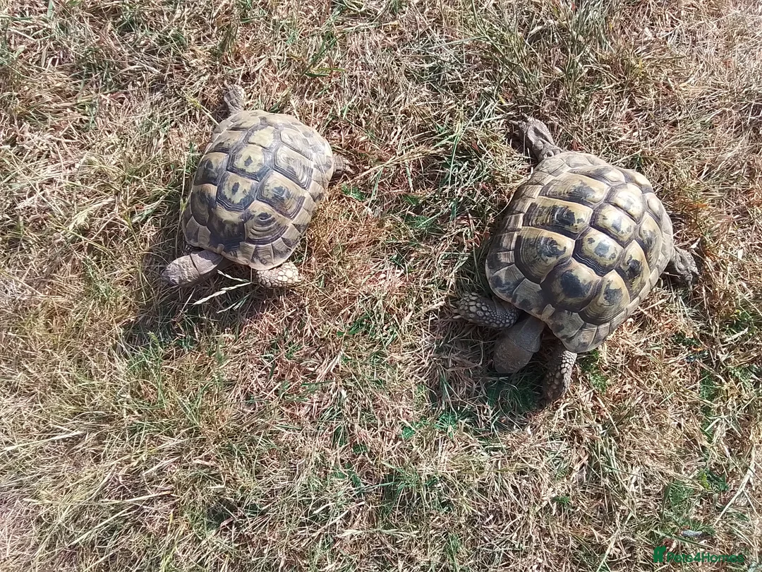 Hermann Tortoise reptiles for sale: Hermann Tortoise  in Manningtree - Advert 3