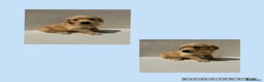 Golden Retriever 5