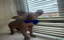 Sphynx cats for sale: TICA SPHYNX BOY AVAILABLE NOW  - Image 1