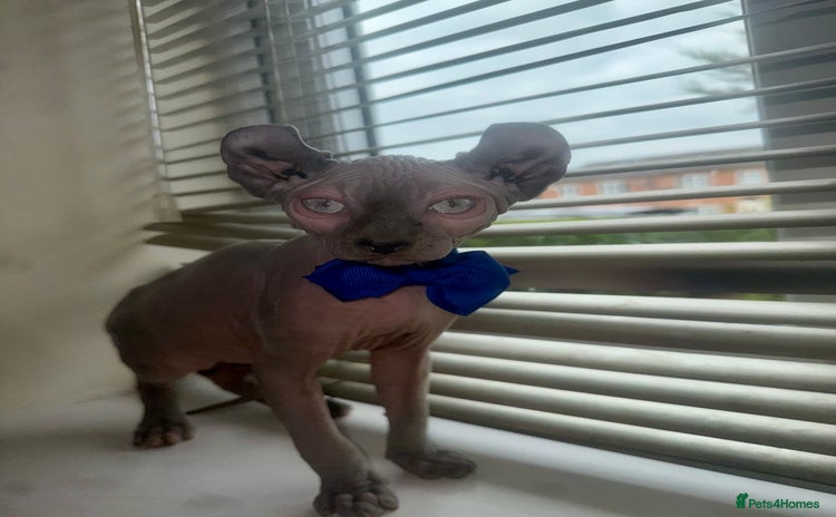 Sphynx cats - Advert 11