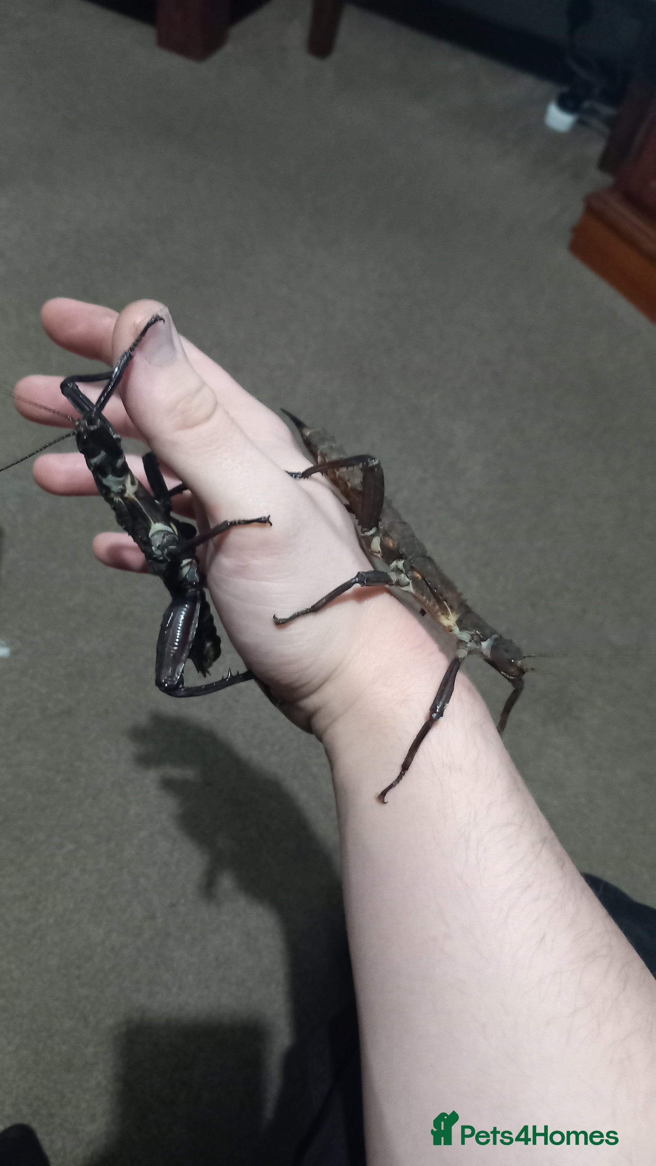 Stick Insects invertebrates Adult Eurycantha Calcerata Pairs - Advert 11