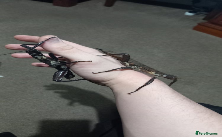 Stick Insects invertebrates Adult Eurycantha Calcerata Pairs - Advert 1