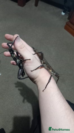 Stick Insects invertebrates Adult Eurycantha Calcerata Pairs - Advert 1