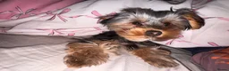 Yorkshire Terrier dogs for sale:  Loving Forever Home Needed for Archie in Strabane - Advert 2