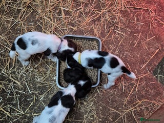 English Springer Spaniel dogs READY NOW Springer Spaniel Pups - Advert 7
