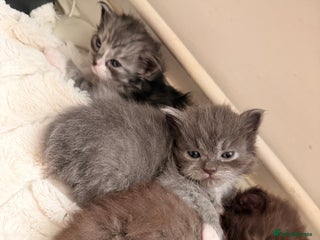 Ragdoll cats Beautiful Persia dolls - Advert 3