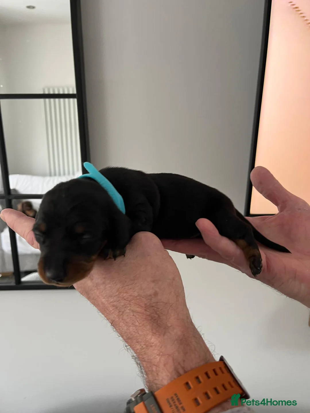 Miniature Dachshund dogs for sale: Miniature Dachshund  - Advert 4