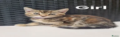Maine Coon 3
