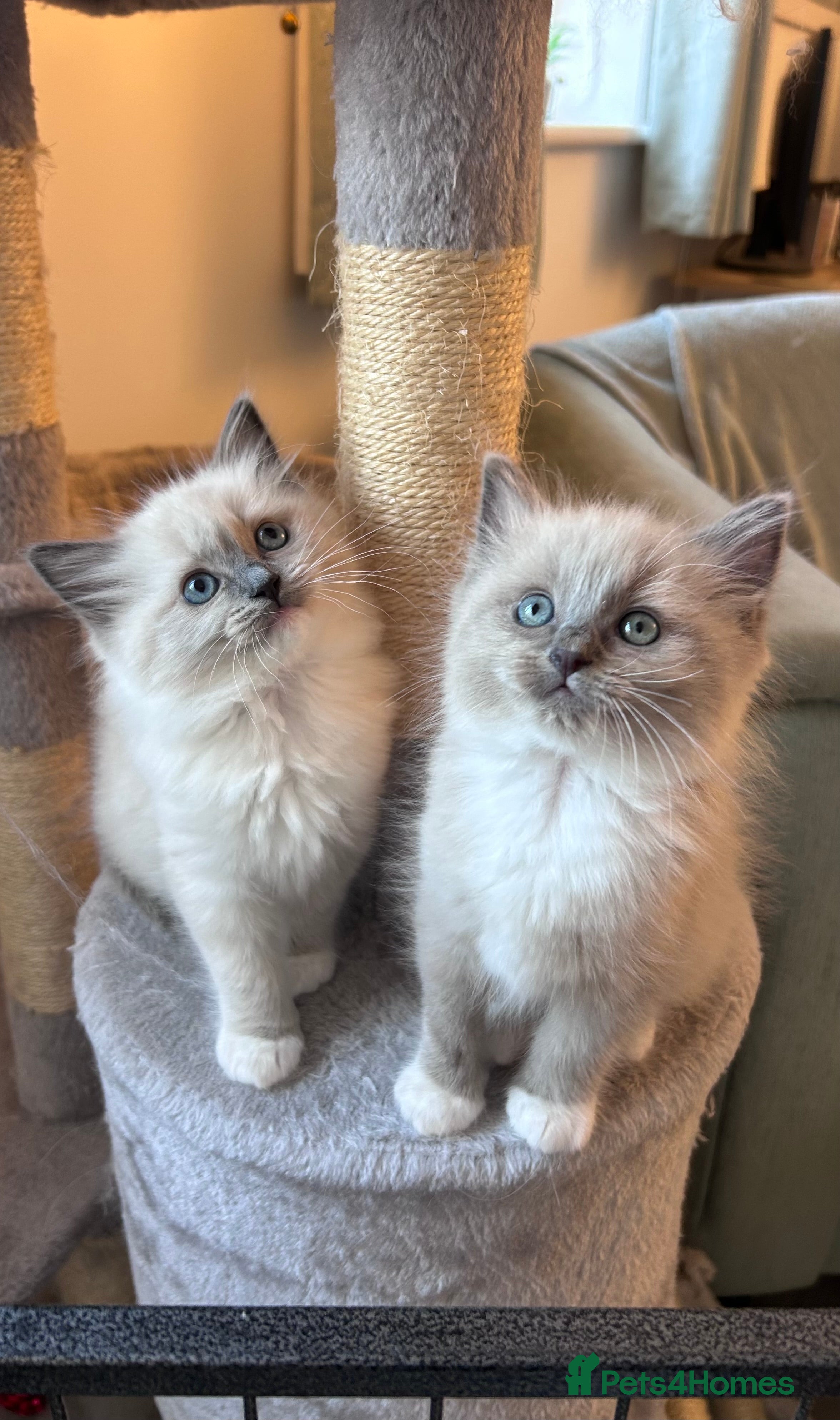 Ragdoll cats Gorgeous blue/mink ragdoll kittens 🐱💕✨  - Advert 2