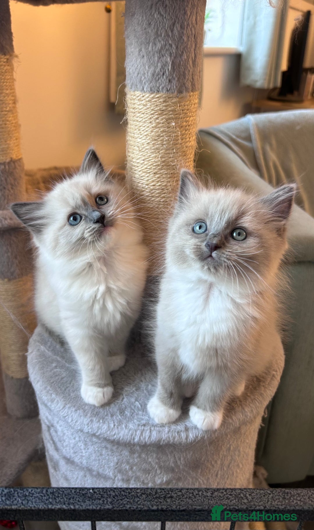 Ragdoll cats for sale: Gorgeous blue/mink ragdoll kittens 🐱💕✨  - Advert 1