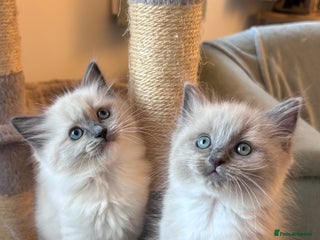 Ragdoll cats Gorgeous blue/mink ragdoll kittens 🐱💕✨ - Advert 1