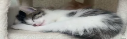 Ragdoll cats for sale: Adorable, Affectionate Part Ragdoll Kittens - Advert 25
