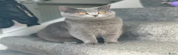British Shorthair cats for sale: Adorable British Shorthair Boy - Advert 8