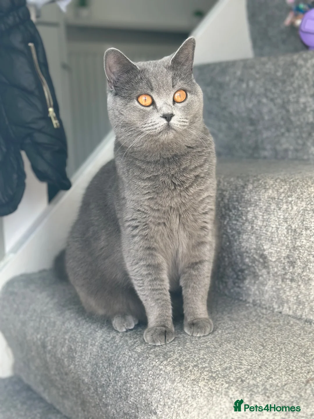 British Shorthair cats for sale: Adorable British Shorthair Boy - Advert 8
