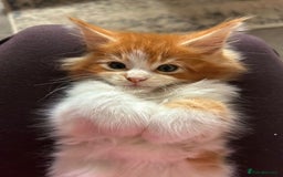 Maine Coon cats for sale: Maine coon kittens - Advert 4