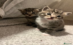 Mixed Breed cats for sale: 5 tabby/bengal kittens  - Image 6