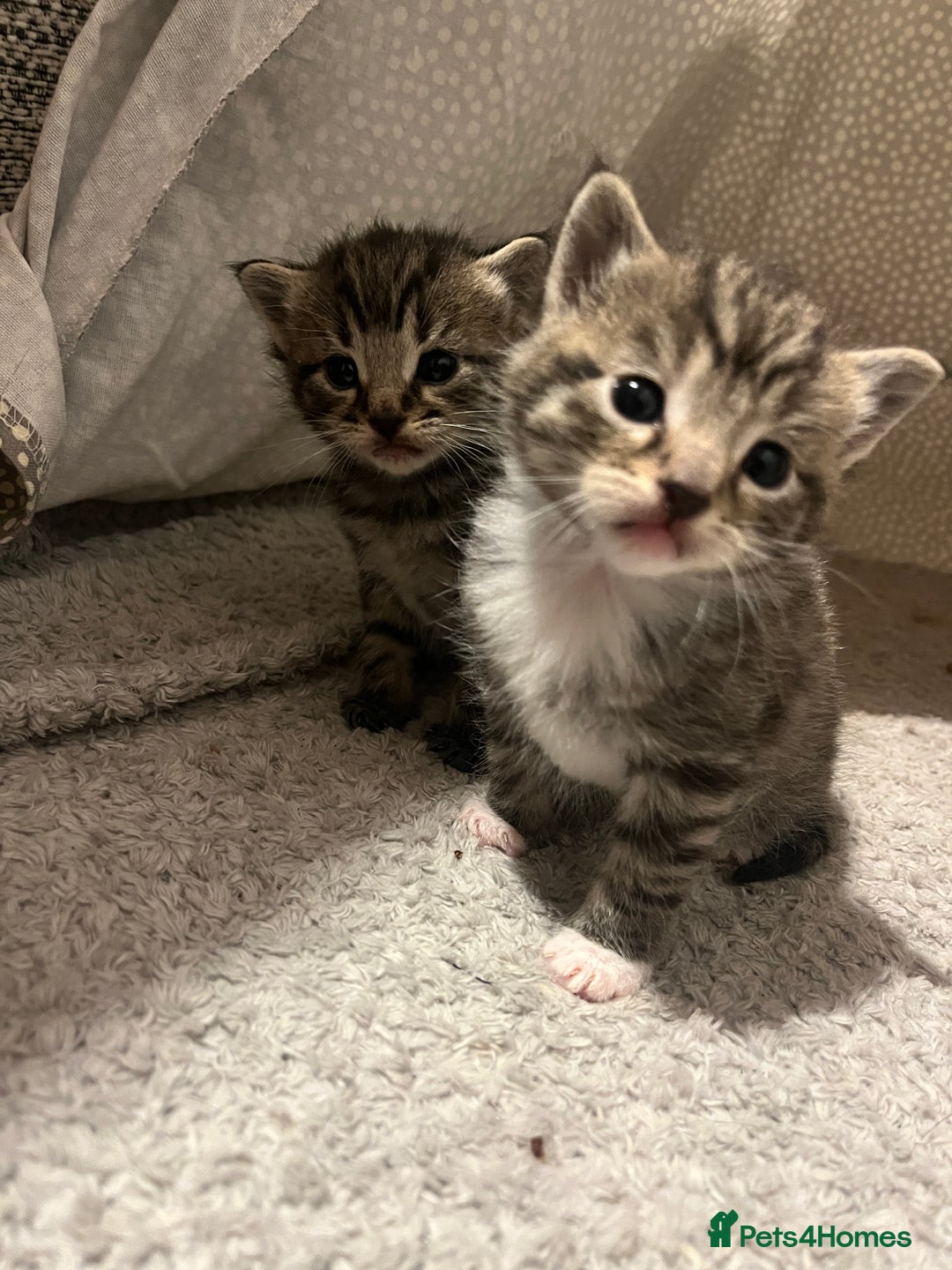 Mixed Breed cats for sale: 5 tabby/bengal kittens  - Image 6