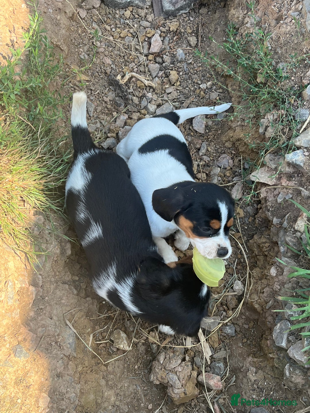 Mixed Breed dogs for sale: 1 boy 1 girl Daschund puppies - Image 4