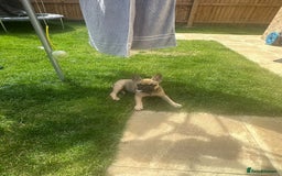 French Bulldog dogs for sale: Frenchie female 4 & half months old - Image 5
