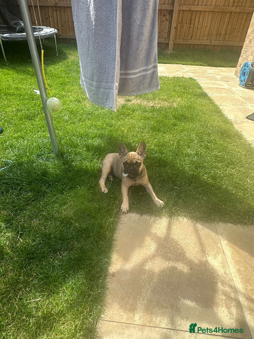 French Bulldog dogs for sale: Frenchie female 4 & half months old - Image 5