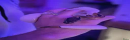 Python Snake reptiles for sale: Beautiful female Pied Royal python.  - Advert 3