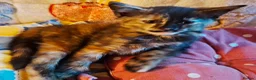Mixed Breed cats for sale: Lovely Kittens 😻 - Advert 13
