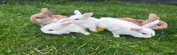 Mixed Breed rabbits for sale: Baby rabbits mixed - Advert 1