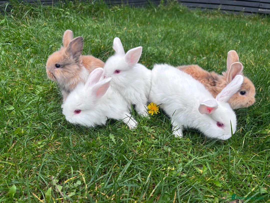 Mixed Breed rabbits for sale: Baby rabbits mixed - Advert 1