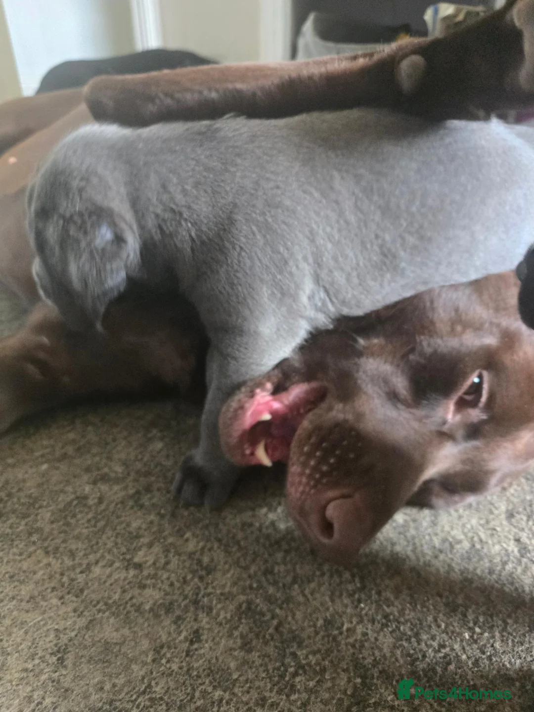Mixed Breed dogs for sale: Weimaraner cross in Tonypandy - Advert 2