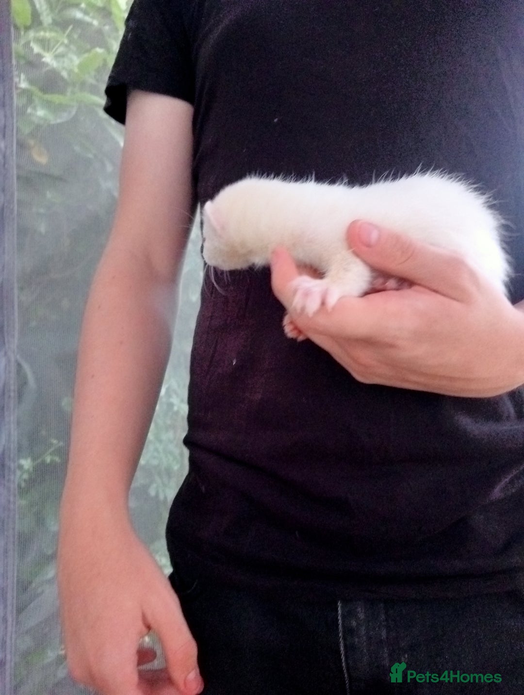 Ferret rodents for sale: 4 kits for sale  - Image 7