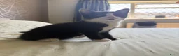 Mixed Breed cats for sale: Little kitty  - Advert 5
