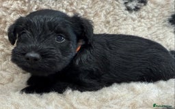 Miniature Schnauzer dogs for sale: Miniature schnauzers pups - Image 35