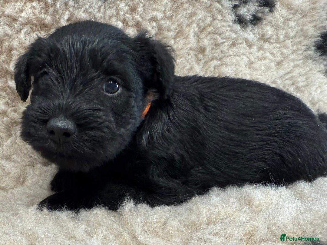Miniature Schnauzer dogs for sale: Miniature schnauzers pups - Image 35