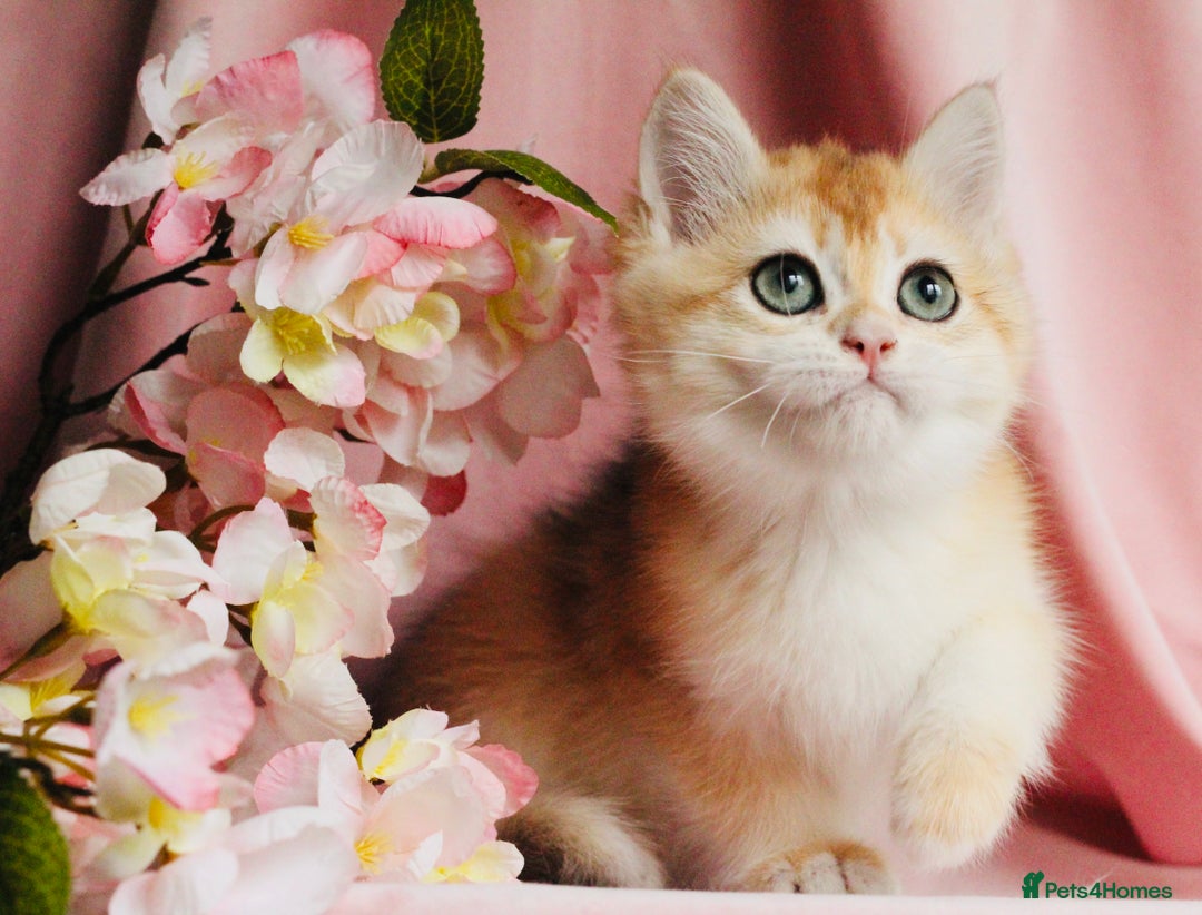 British Shorthair cats for sale: Champions lines Golden Chinchilla ny12 boys - Advert 11