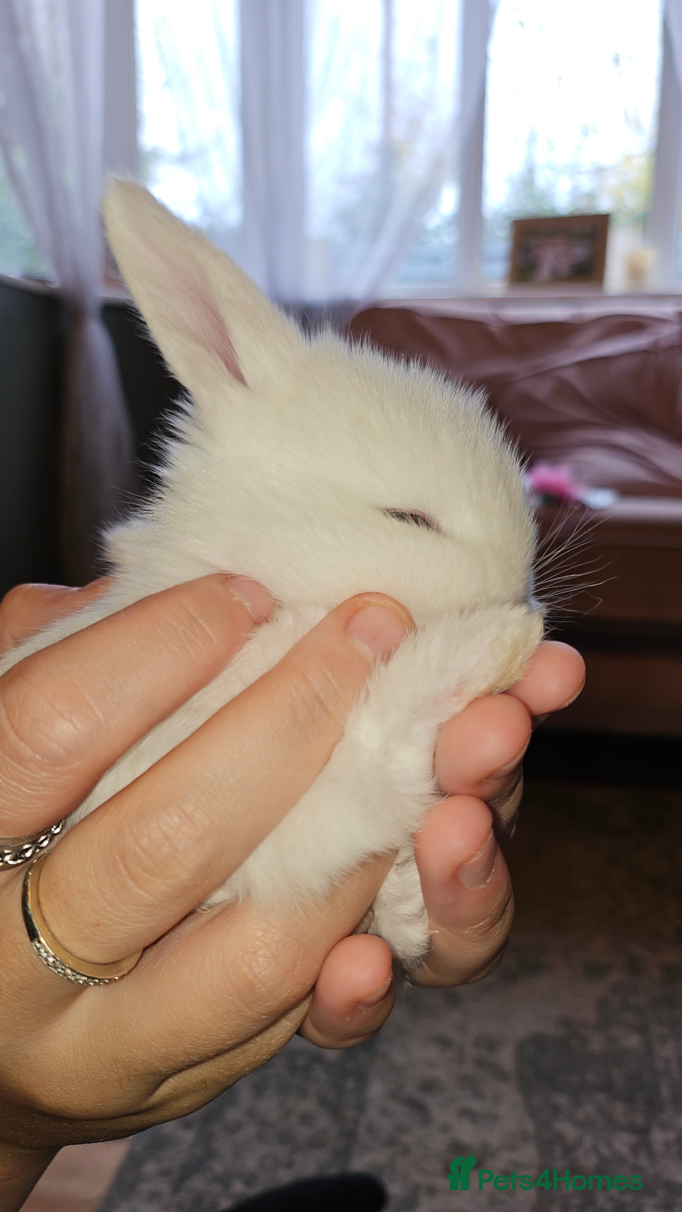 Mini Lop rabbits Ready to leave cuddly mini lops - Advert 14