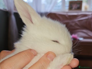 Mini Lop rabbits Ready to leave cuddly mini lops - Advert 14