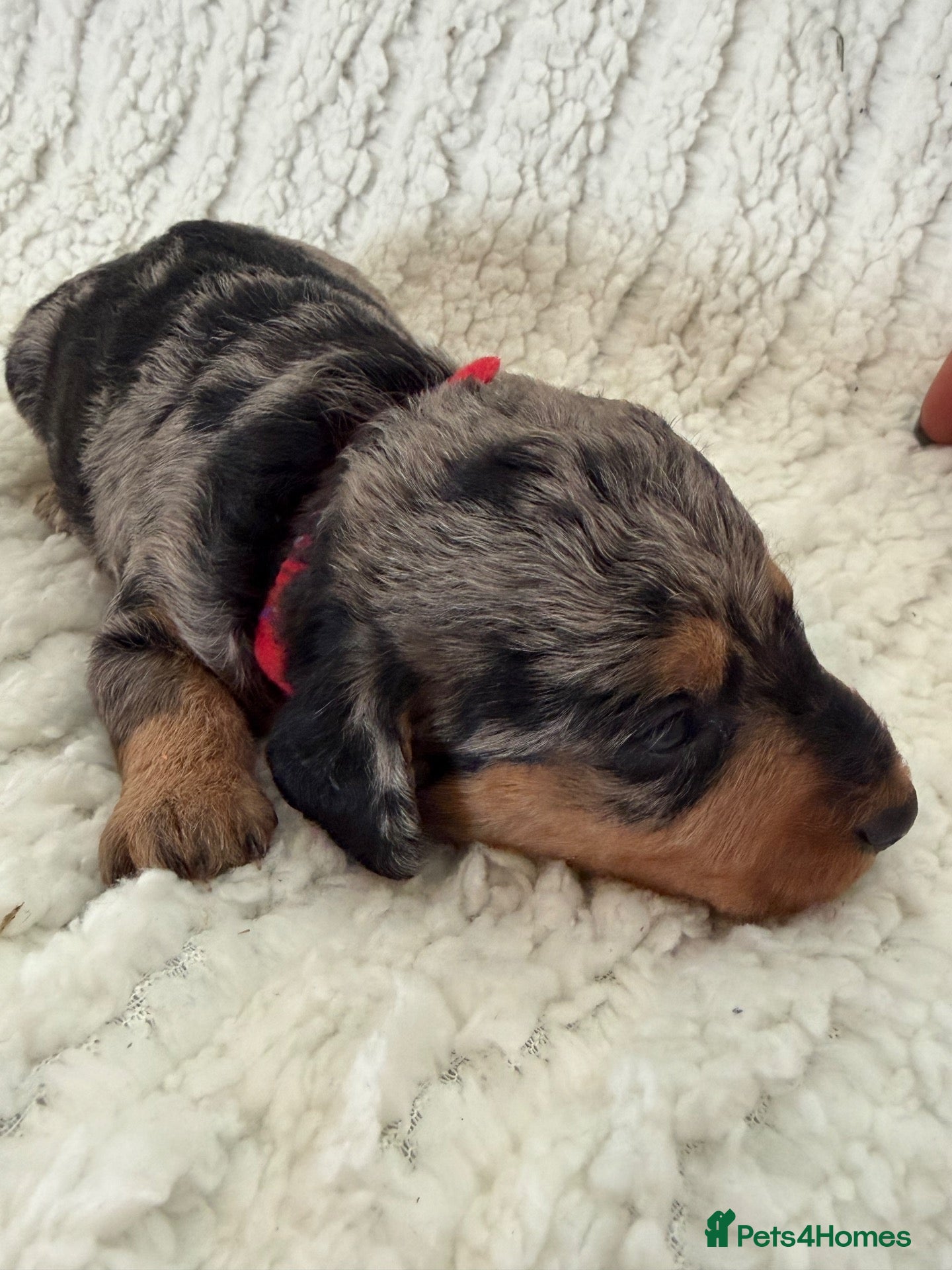 Doxiepoo dogs Miniature Doxiepoos  - Advert 15