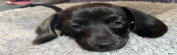 Miniature Dachshund dogs for sale: Dachshund puppies solid black and red - Advert 5